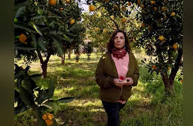 My Greek Table with Diane Kochilas: The World's Most Famous Olive