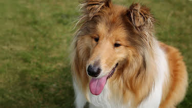 6:00 PM: The Supervet: Noel Fitzpatrick (S6 E6) (S6) | W | 3/11 2026