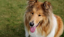 The Supervet: Noel Fitzpatrick (S6 E6)