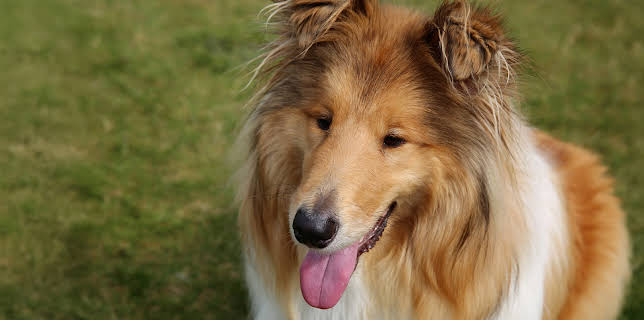 10:00 PM: The Supervet: Noel Fitzpatrick (S6 E6) (S6) | W | 12/8 2025