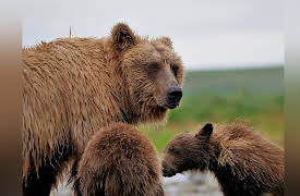 Go North: Up Close with Alaskan Bears