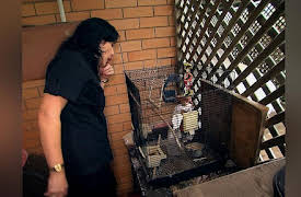 Snake Boss Season 1: Bird Appétit