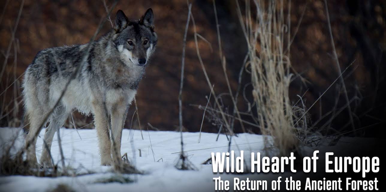 Wild Heart of Europe - The Return of the Ancient Forest (2021)