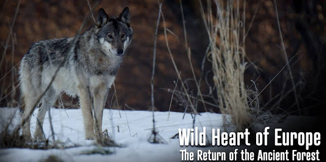 Wild Heart of Europe - The Return of the Ancient Forest (2021)