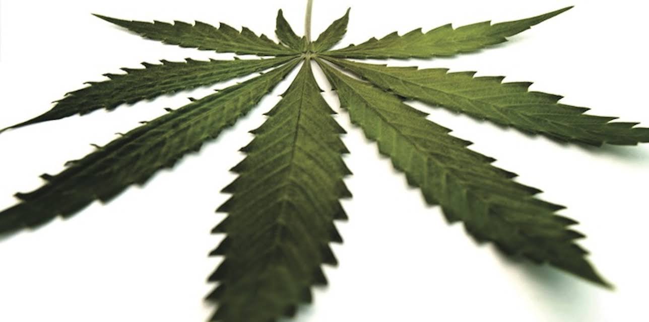 Hempsters: Plant the Seed (2010)