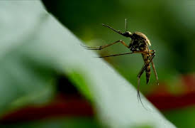 Disease Hunters: Mosquito Mayhem