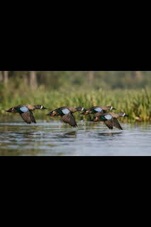 00:30: Wild hunting: Guatemala Blue wings | Caza y Pesca | 2/24 2026