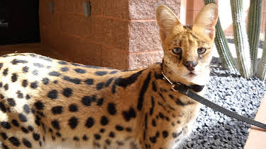 17:00: Dogs 101 (S3 E9) (S3) | Animal Planet | 12/22 2025