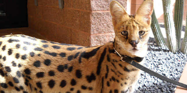 16:00: Dogs 101 (S3 E9) (S3) | Animal Planet | 12/22 2025