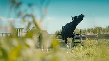 21:00: Das Kuh-Experiment | ARD Alpha | 4/8 2026