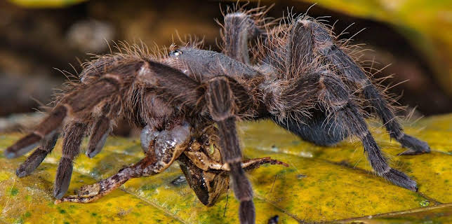10:35: Elefant, Tiger & Co. (273) | MDR Fernsehen | 12/5 2025