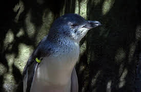 Wild Heroes: Episode 4