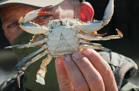 Louisiana Law, Season 1: Monster Crabber