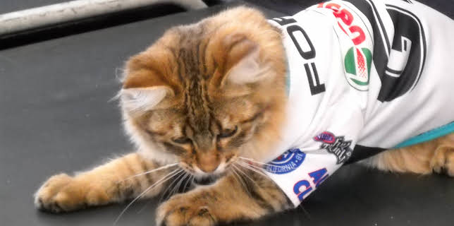 16:00: Cats 101 (S3 E3) (S3) | Animal Planet | 12/16 2025