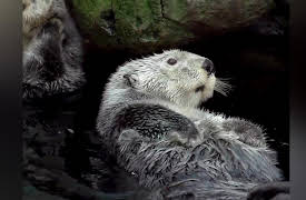 How Do Animals Do That? Season 1: Psychic Cats and Fuzzy Otters