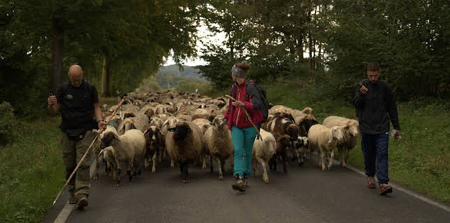 15:30: Geschichten vom Hof | SWR Fernsehen RP | 2/15 2026