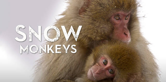 Snow Monkeys (2014)