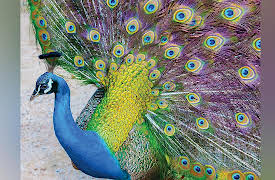 What Darwin Didn't Know: The Modern Science of Evolution: The Evolution of Sex and Parenting