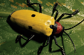 Life on Earth: Victors of the Dry Land