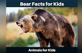 Animals for Kids: Bear Facts for Kids