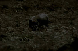 Night Season 1: Coyote