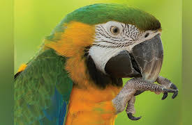 The National Geographic Guide to Birding in North America: Size, Shape, and Color as Birding Tools