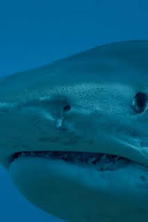 02:40: Tiburones colosales | Nat Geo Wild | 7/13 2026