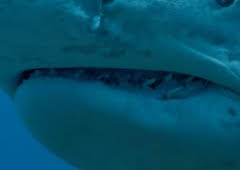 Tiburones colosales