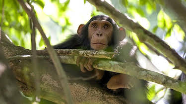 1:00 PM: Natural World | BBC Two | 9/20 2026