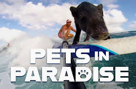 Pets in Paradise TV: Surfing Pig