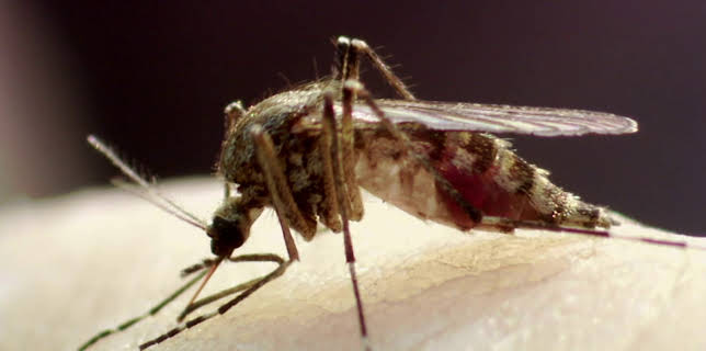 19:30: Dyrenes utrolige evner (S1 E32) (S1) | Animal Planet | 12/20 2025