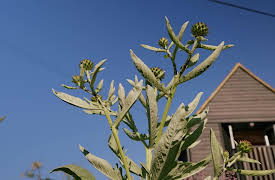 Garden of the Year: South of England
