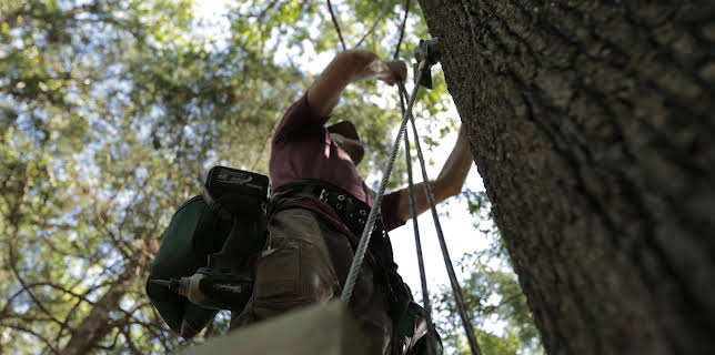 14:00: Treehouse Masters (S6 E10) (S6) | Animal Planet | 12/1 2025