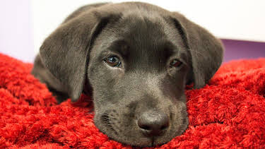 09:25: The Vet Life (S2 E8) (S2) | Animal Planet | 4/25 2026