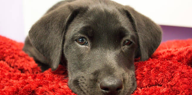 11:15: The Vet Life (S2 E8) (S2) | Animal Planet | 12/12 2025