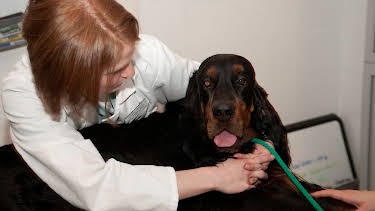 06:15: Dogs 101 (S3 E2) (S3) | Animal Planet | 12/31 2025