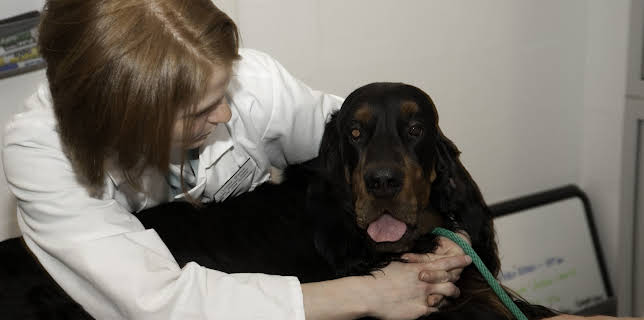 16:00: Cats 101 (S3 E2) (S3) | Animal Planet | 10/30 2025