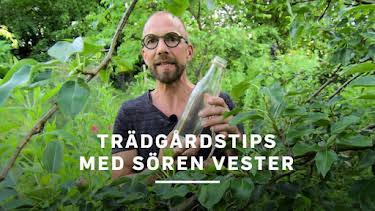 11:50: Trädgårdstips med Sören Vester | SVT1 | 4/17 2026