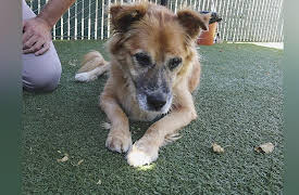 Ruff Life With Lee Asher: Lee Fosters a 14-year-old Dog