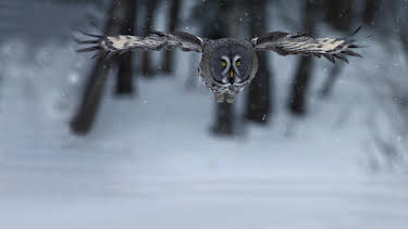 10:00 PM: Frozen Planet (S1 E1) (S1) | Yesterday | 12/29 2025