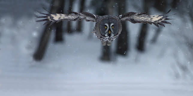 9:00 PM: Frozen Planet (S1 E1) (S1) | Yesterday | 12/29 2025