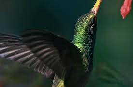 A World of Calm, Season 1: The Birds' Journey -- Narrated by Nicole Kidman