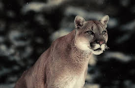 Race of Life: The Big Cats