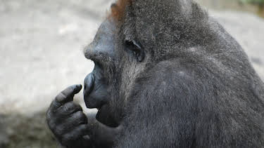 02:20: Neues aus dem Münchner Tierpark Hellabrunn (7) | RBB Fernsehen | 6/15 2026