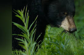Wild Bear Rescue: Grizzlies!