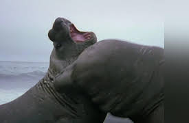 Ultimate Animal Countdown Season 1: Attack