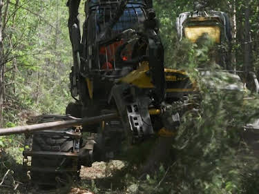 15:20: Timber Titans - Kanadas härteste Holzfäller | Kabel Eins Doku | 5/1 2026
