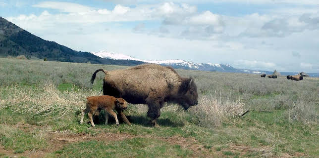 05:57: GEO Reportage: Montana | Arte | 12/8 2025