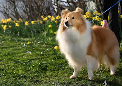 Live: Crufts 2026: Best in Show