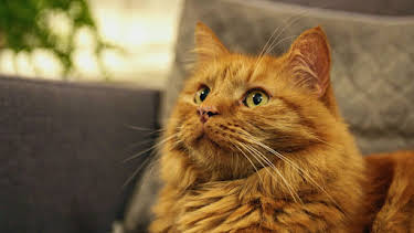 11:00 AM: Cats and Dogs at War (S1 E1) (S1) | 5 Star | 4/5 2026